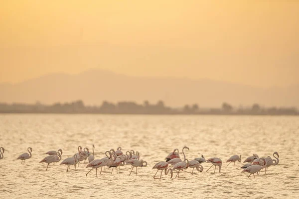 Flamingos Überschwang Tunesien — Stockfoto