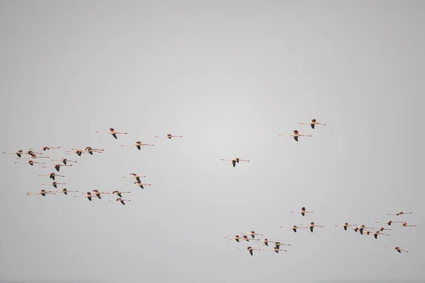 Flamingos Überschwang Tunesien — Stockfoto