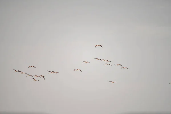 Una Extravagancia Flamencos Más Grandes Tunisia — Foto de Stock