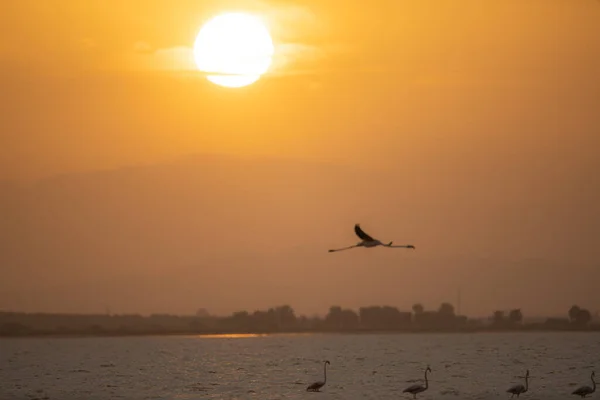 Una Extravagancia Flamencos Más Grandes Tunisia — Foto de Stock