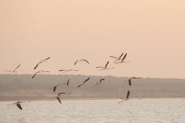 Flamingos Überschwang Tunesien — Stockfoto