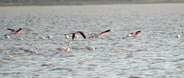 Flamingos Überschwang Tunesien — Stockfoto