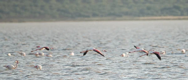 Flamingos Überschwang Tunesien — Stockfoto