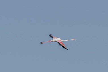 Tunus 'taki büyük flamingoların göz kamaştırıcı görüntüsü.