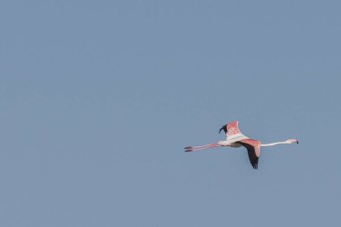 Tunus 'taki büyük flamingoların göz kamaştırıcı görüntüsü.