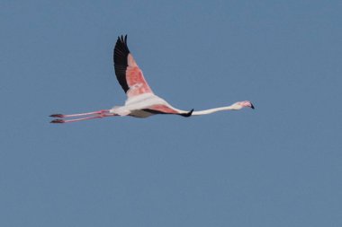 Tunus 'taki büyük flamingoların göz kamaştırıcı görüntüsü.