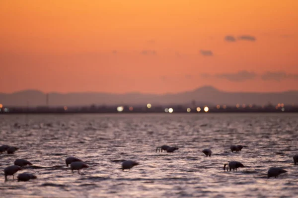 Flamboyance Greater Flamingos Tunisia — Stock Photo, Image