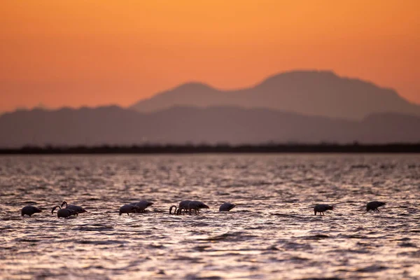 Flamingos Überschwang Tunesien — Stockfoto