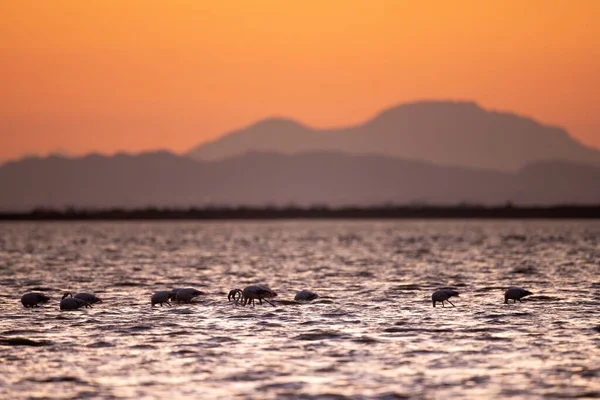 Bagliore Fenicotteri Più Grandi Tunisia — Foto Stock