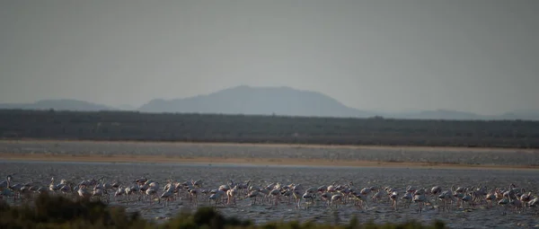 Flamingos Überschwang Tunesien — Stockfoto