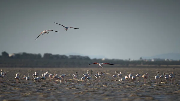 Flamingos Überschwang Tunesien — Stockfoto