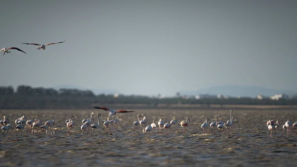 Flamingos Überschwang Tunesien — Stockfoto