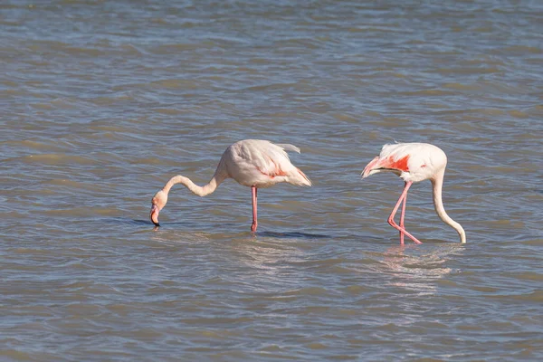 Tunus Taki Büyük Flamingoların Göz Kamaştırıcı Görüntüsü — Stok fotoğraf
