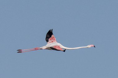 Tunus 'taki büyük flamingoların göz kamaştırıcı görüntüsü.