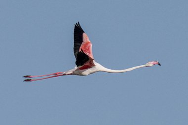 Tunus 'taki büyük flamingoların göz kamaştırıcı görüntüsü.