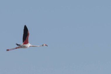 Tunus 'taki büyük flamingoların göz kamaştırıcı görüntüsü.