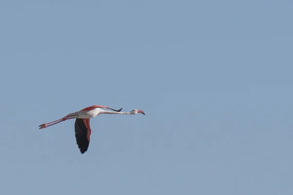 Suurempien Flamingojen Mahtailu Tunisiassa — kuvapankkivalokuva