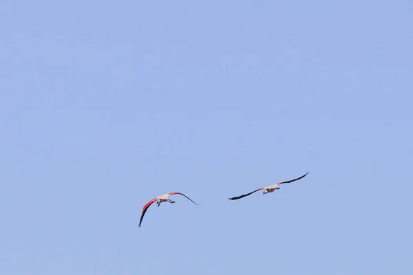 Une Flamboyance Grands Flamants Roses Tunisie — Photo