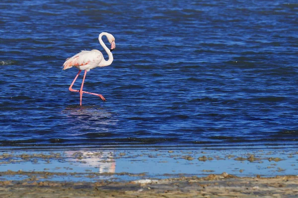 Flamboyance Flamingos Maiores Tunisia — Fotografia de Stock