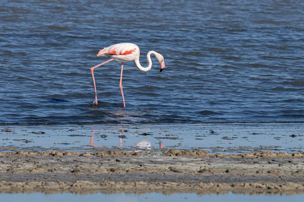 Flamboyance Greater Flamingos Tunisia — Stock Photo, Image