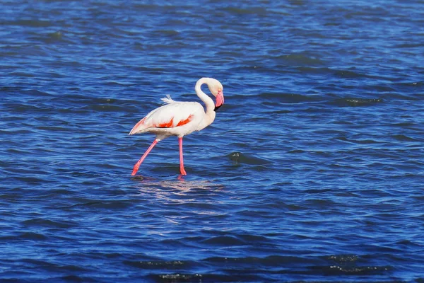 Une Flamboyance Grands Flamants Roses Tunisie — Photo