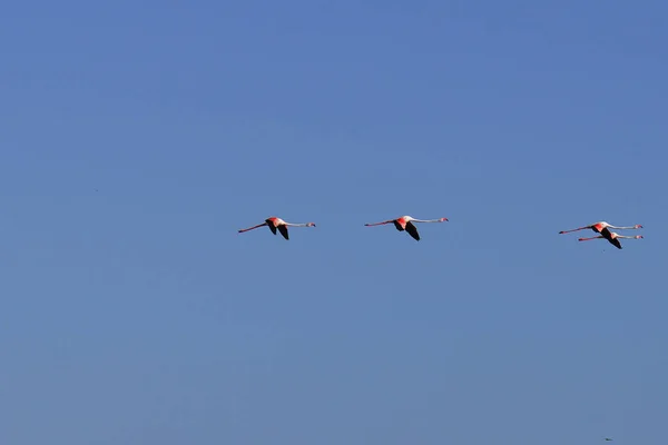 Una Extravagancia Flamencos Más Grandes Tunisia — Foto de Stock