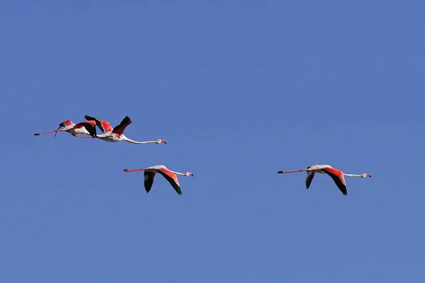 Una Extravagancia Flamencos Más Grandes Tunisia — Foto de Stock