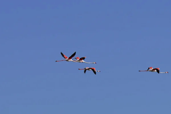 Una Extravagancia Flamencos Más Grandes Tunisia — Foto de Stock