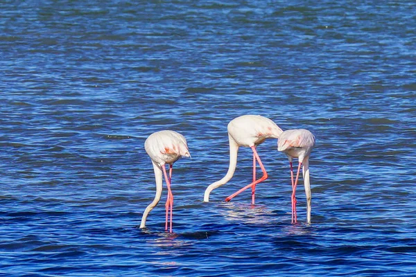 Suurempien Flamingojen Mahtailu Tunisiassa — kuvapankkivalokuva