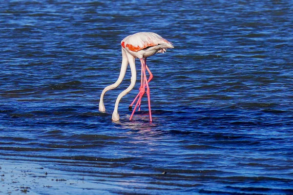 Nagyobb Flamingók Feltűnése Tunéziában — Stock Fotó