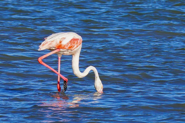 Flamboyance Flamingos Maiores Tunisia — Fotografia de Stock