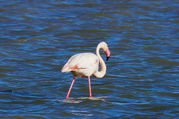 Une Flamboyance Grands Flamants Roses Tunisie — Photo