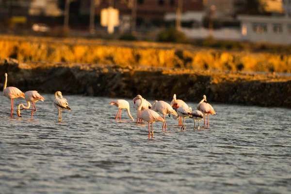 Flamingos Überschwang Tunesien — Stockfoto