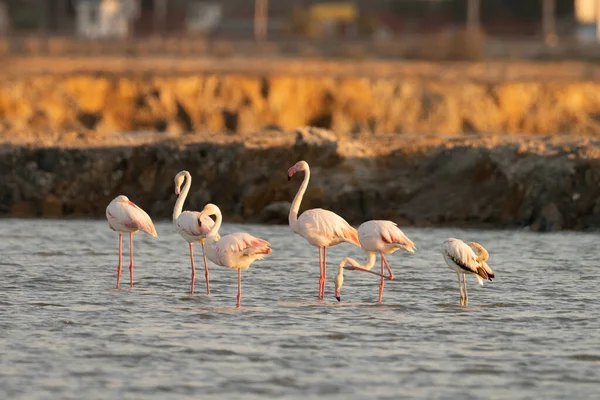 Flamingos Überschwang Tunesien — Stockfoto