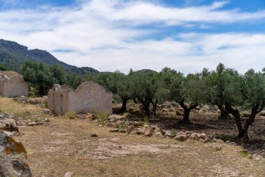 ZRIBA OLYA 'NIN YASAK BERBER KÖLÜMÜ