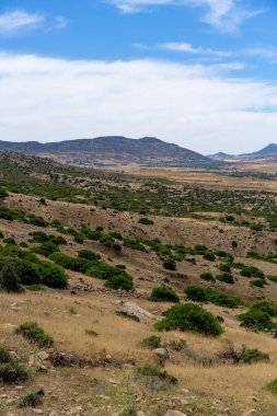 ZRIBA OLYA 'NIN YASAK BERBER KÖLÜMÜ