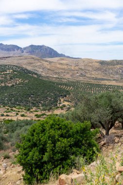 ZRIBA OLYA 'NIN YASAK BERBER KÖLÜMÜ