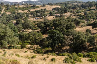 Draham, Kuzey Tunus, Temmuz 2020