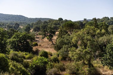 Draham, Kuzey Tunus, Temmuz 2020