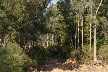 Draham, Kuzey Tunus, Temmuz 2020