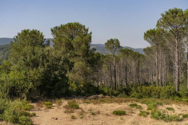 Draham, Kuzey Tunus, Temmuz 2020