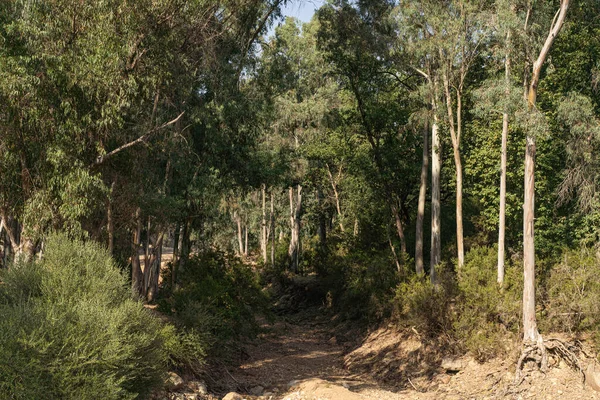 Draham, Kuzey Tunus, Temmuz 2020