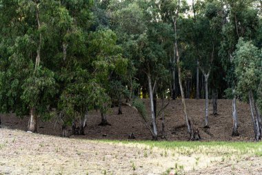 Ain Draham yakınlarındaki Beni M 'Tir Manzarası - Tunus