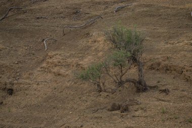 Ain Draham yakınlarındaki Beni M 'Tir Manzarası - Tunus