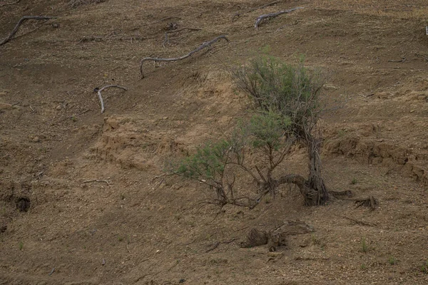 Ain Draham yakınlarındaki Beni M 'Tir Manzarası - Tunus