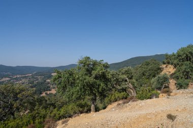 Draham, Kuzey Tunus, Temmuz 2020