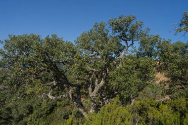 Draham, Kuzey Tunus, Temmuz 2020