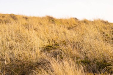 La Galite Adaları, Kuzey Tunus, Ağustos 2020