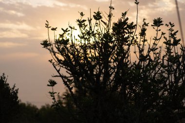 La Galite Adaları, Kuzey Tunus, Ağustos 2020