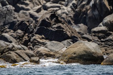 La Galite Adaları, Kuzey Tunus, Ağustos 2020
